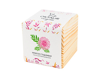 Набор для выращивания Big village cube Мимоза стыдливая